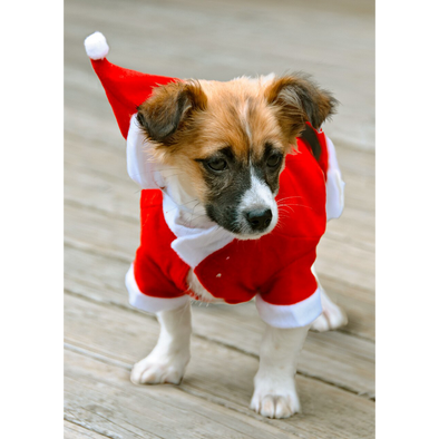 Christmas Puppy - 3D Lenticular Postcard Greeting Card