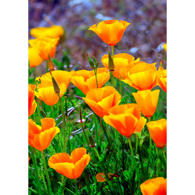 California Poppies - 3D Lenticular Postcard Greeting Card