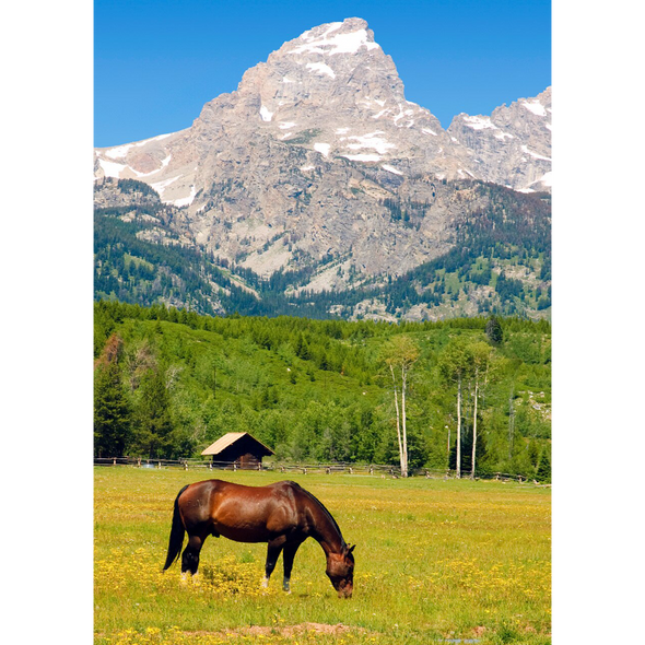Horse Grazing - Jackson Hole, Wyoming - 3D Lenticular Postcard Greeting Card