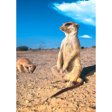 Meerkat - 3D Lenticular Postcard Greeting Card