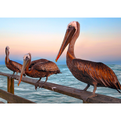 Brown Pelicans - 3D Lenticular Postcard Greeting Card