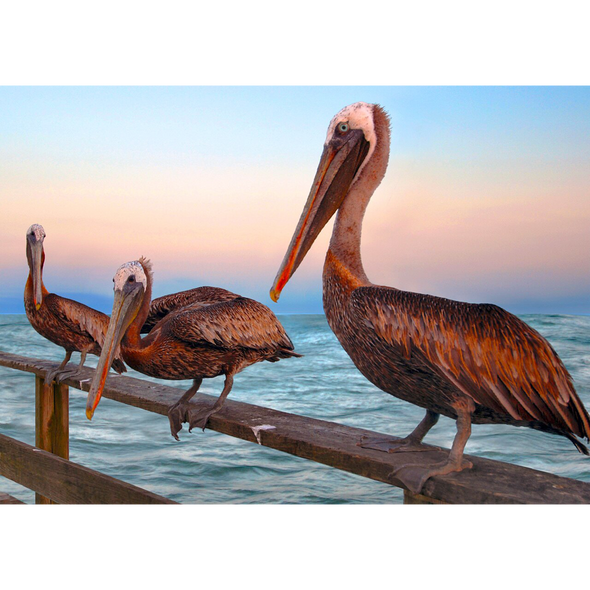 Brown Pelicans - 3D Lenticular Postcard Greeting Card