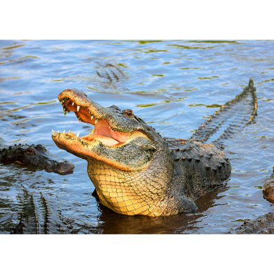 American Alligator - 3D Lenticular Postcard Greeting Card