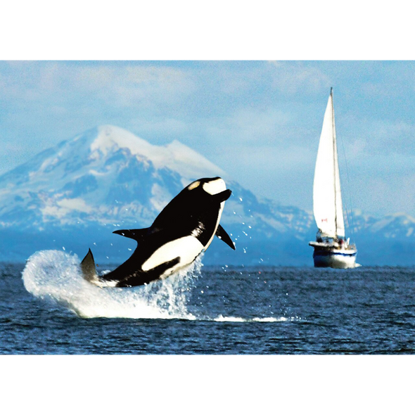 Orca Whale Breaching - 3D Lenticular Postcard Greeting Card