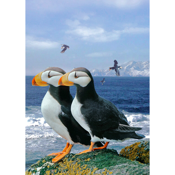 Horned Puffins - 3D Lenticular Postcard Greeting Card