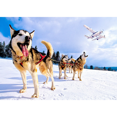 Huskies Leading a Dogsled - 3D Lenticular Postcard Greeting Card