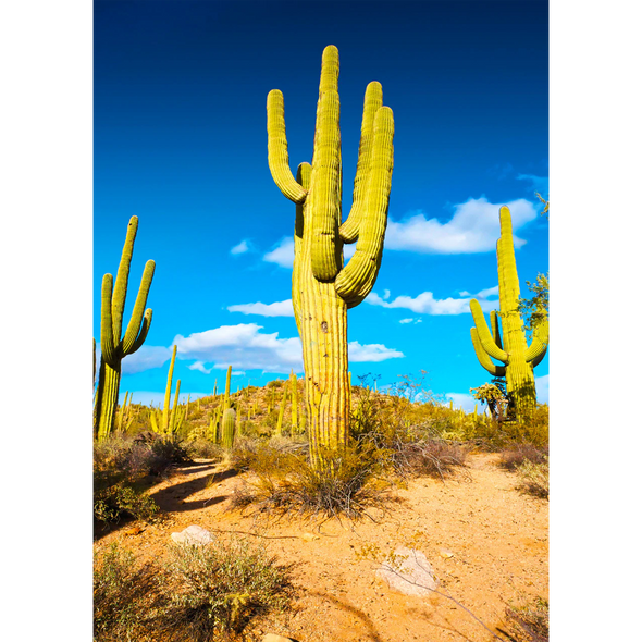Saguaro Cactus - 3D Lenticular Postcard Greeting Card