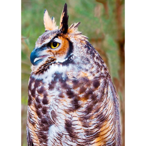 Great Horned Owl - 3D Action Lenticular Postcard Greeting Card