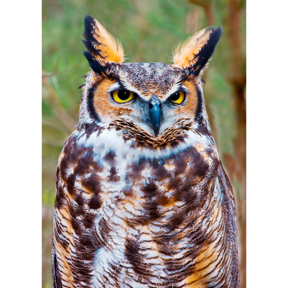 Great Horned Owl - 3D Action Lenticular Postcard Greeting Card
