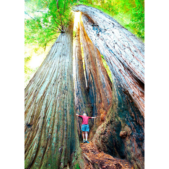 Coast Redwood Trees - 3D Lenticular Postcard Greeting Card
