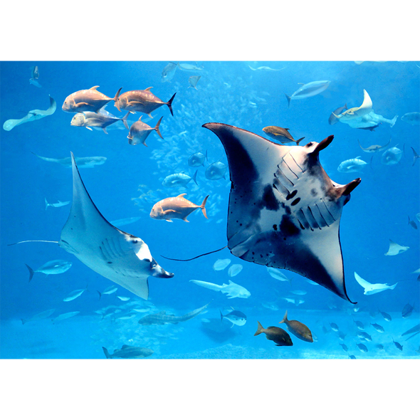 Manta Rays and Tropical Fish - 3D Lenticular Postcard Greeting Card