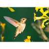 Anna's Hummingbird  3D Action Lenticular Postcard Greeting Card