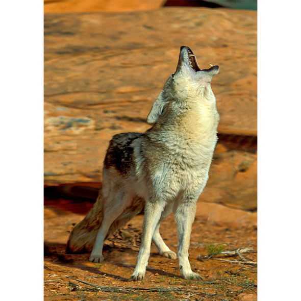 Coyote Howling - 3D Lenticular Postcard Greeting Card
