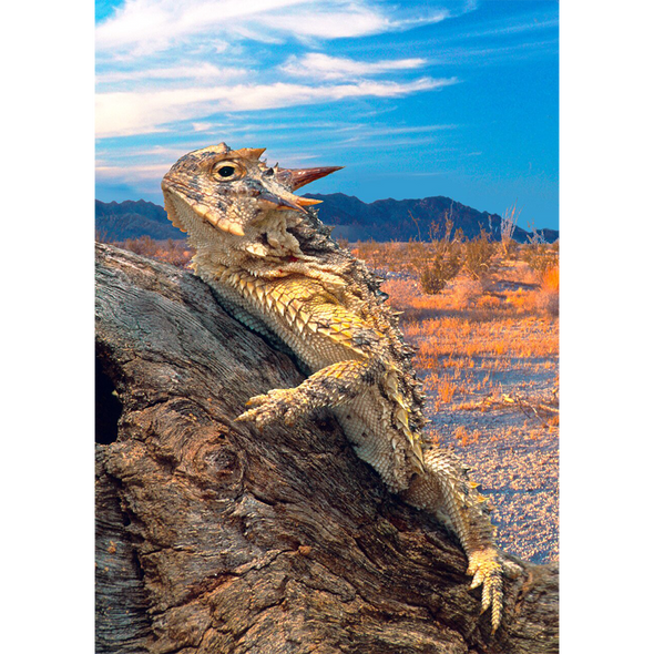 Horned Lizard - 3D Lenticular Postcard Greeting Card