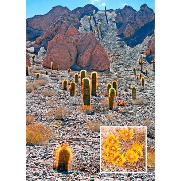 Barrel Cactus - 3D Lenticular Postcard Greeting Card