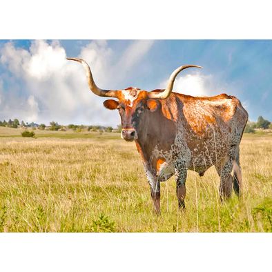 Longhorn Steer - 3D Lenticular Postcard Greeting Card