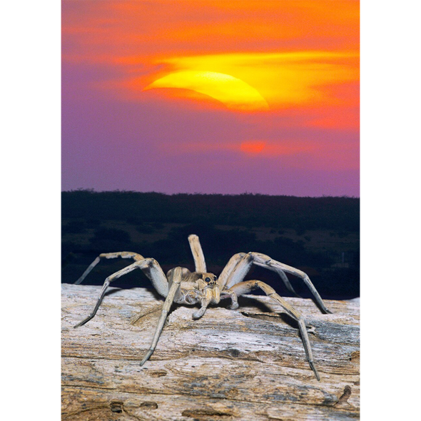 Wolf Spider and Solar Eclipse - 3D Lenticular Postcard Greeting Card