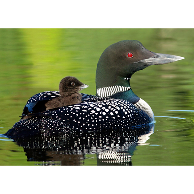Baby Common Loon - 3D Lenticular Postcard Greeting Card
