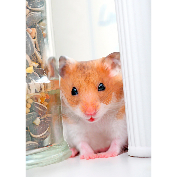 Hamster - 3D Lenticular Postcard Greeting Card
