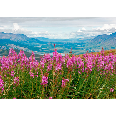 Fireweed - 3D Action Lenticular Postcard Greeting Card