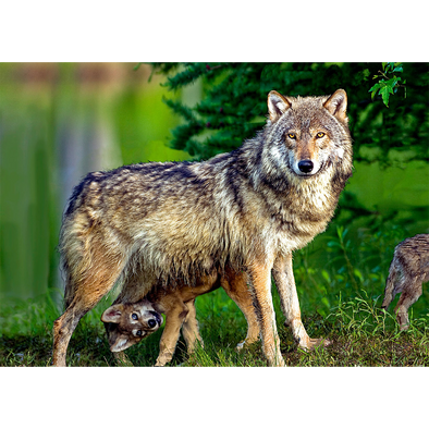 Gray Wolf and pup - 3D Lenticular Postcard Greeting Card