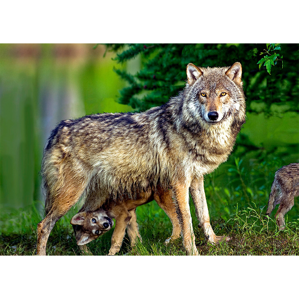 Gray Wolf and pup - 3D Lenticular Postcard Greeting Card