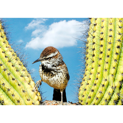 Cactus Wren - Bird - 3D Lenticular Postcard Greeting Card