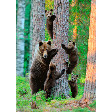 Grizzly bear family - 3D Lenticular Postcard Greeting Card