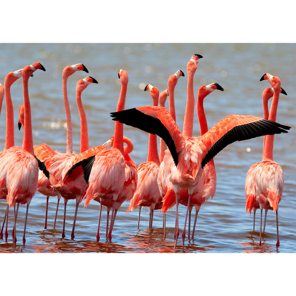 Flamingo - 3D Action Lenticular Postcard Greeting Card