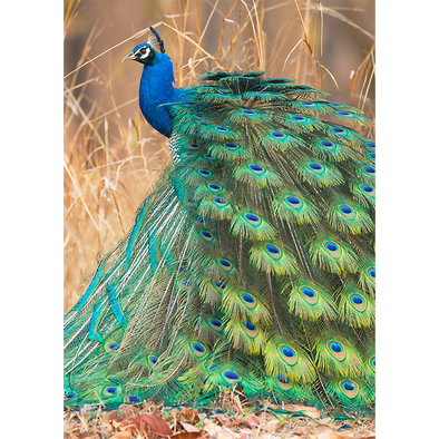 Beautiful Peacock - Birds - 3D Lenticular Postcard Greeting Card