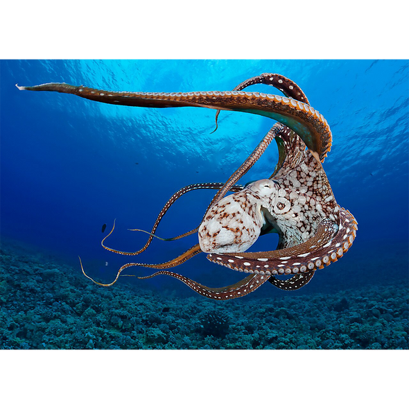 Stunning Octopus - 3D Lenticular Postcard Greeting Card