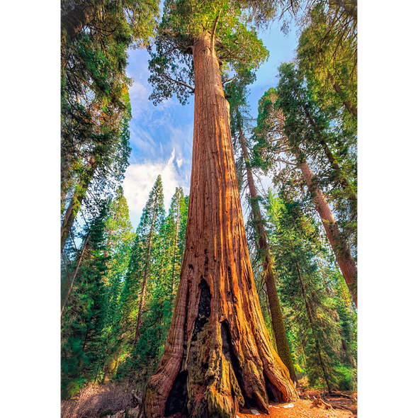 Giant Sequoia Tree - 3D Lenticular Postcard Greeting Card