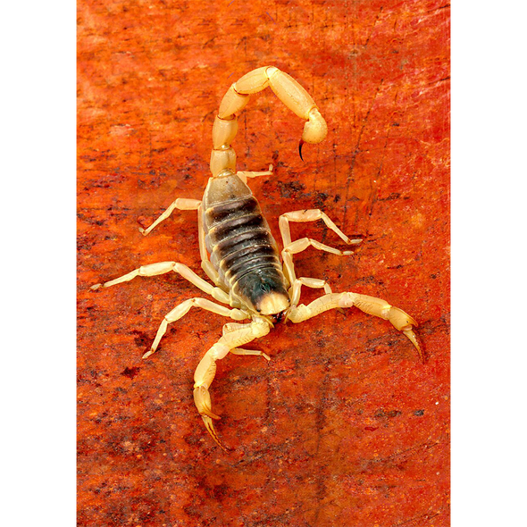 Venomous Arizona Bark Scorpion - 3D Lenticular Postcard Greeting Card