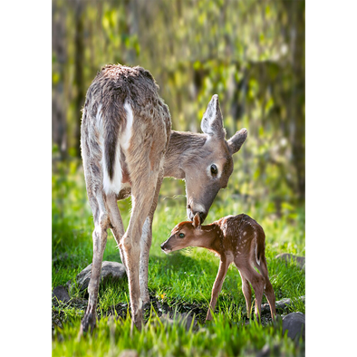 White-Tailed Deer - 3D Lenticular Postcard Greeting Card