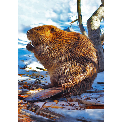North American Beaver - 3D Lenticular Postcard Greeting Card