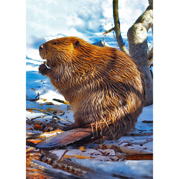 North American Beaver - 3D Lenticular Postcard Greeting Card