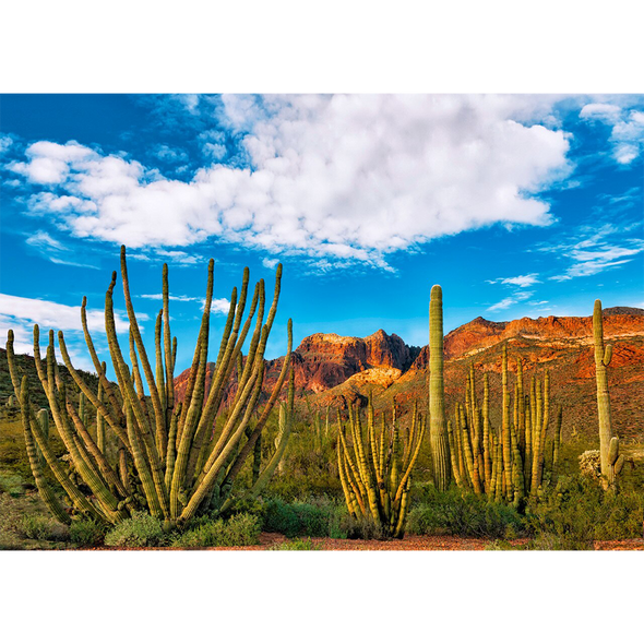Organ Pipe Cactus - Sonoran Desert Plant - 3D Lenticular Postcard Greeting Card