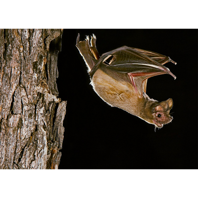 Mexican Free-Tailed Bat - 3D Lenticular Postcard Greeting Card