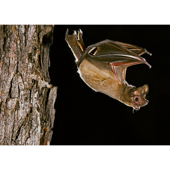 Mexican Free-Tailed Bat - 3D Lenticular Postcard Greeting Card