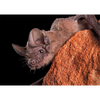Mexican Free-Tailed Bat - 3D Lenticular Postcard Greeting Card