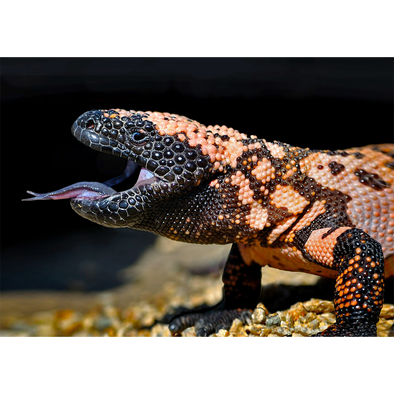 Gila Monster - Lizard - 3D Lenticular Postcard Greeting Card