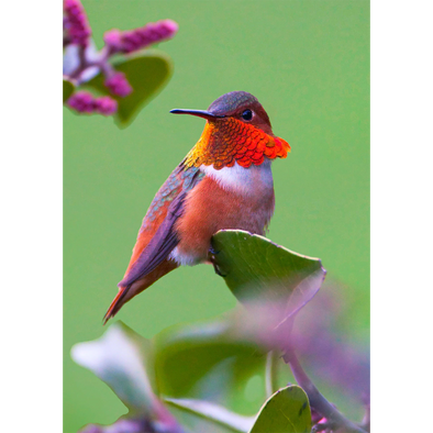 Rufous Hummingbird - 3D Lenticular Postcard Greeting Card