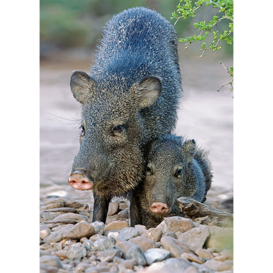 Javelina - 3D Lenticular Postcard Greeting Card