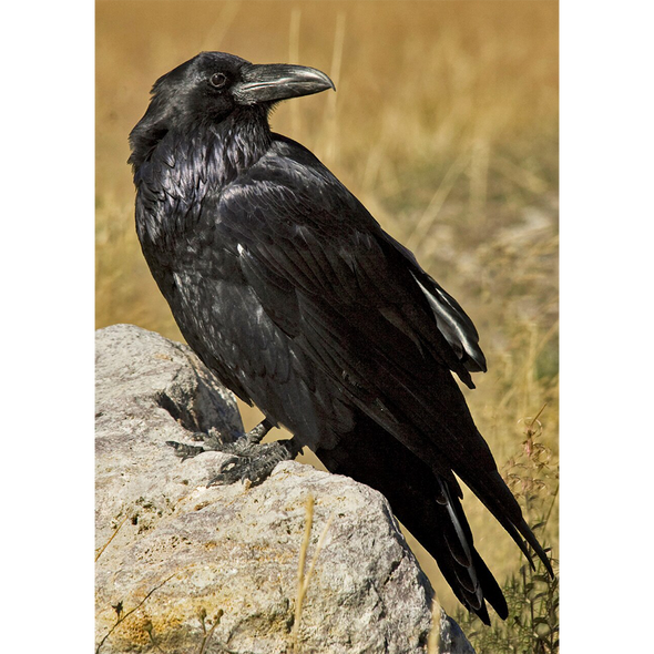 Common Raven - 3D Lenticular Postcard Greeting Card