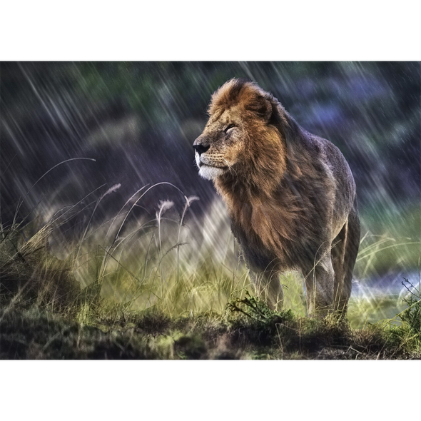 Lion in the rain - 3D Lenticular Postcard Greeting Card