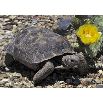 Desert Tortoise - 3D Lenticular Postcard Greeting Card