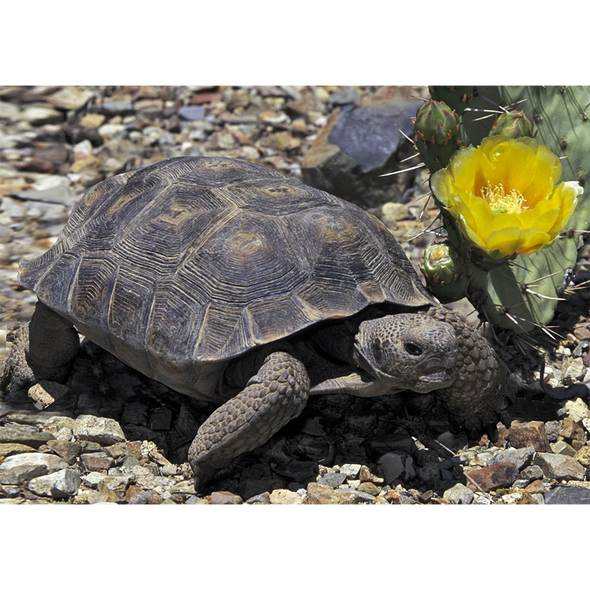 Desert Tortoise - 3D Lenticular Postcard Greeting Card