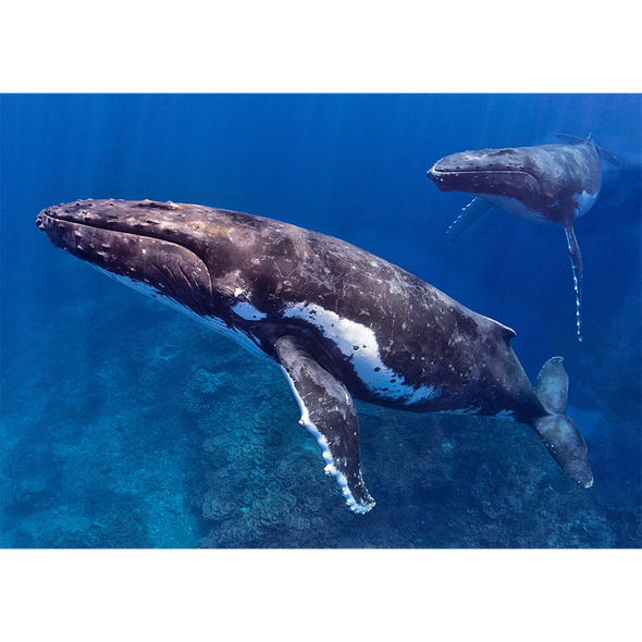 Humpback Whale with Partner- 3D Lenticular Postcard Greeting Card