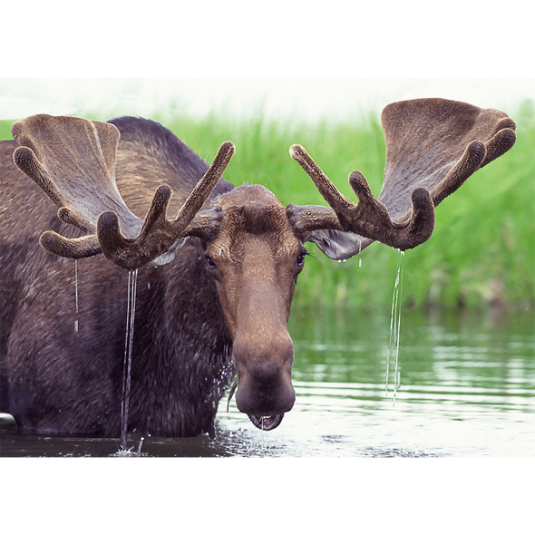 Moose in Pond - 3D Lenticular Postcard Greeting Card