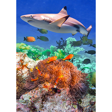 Blacktip Shark in a Coral - 3D Lenticular Postcard Greeting Card